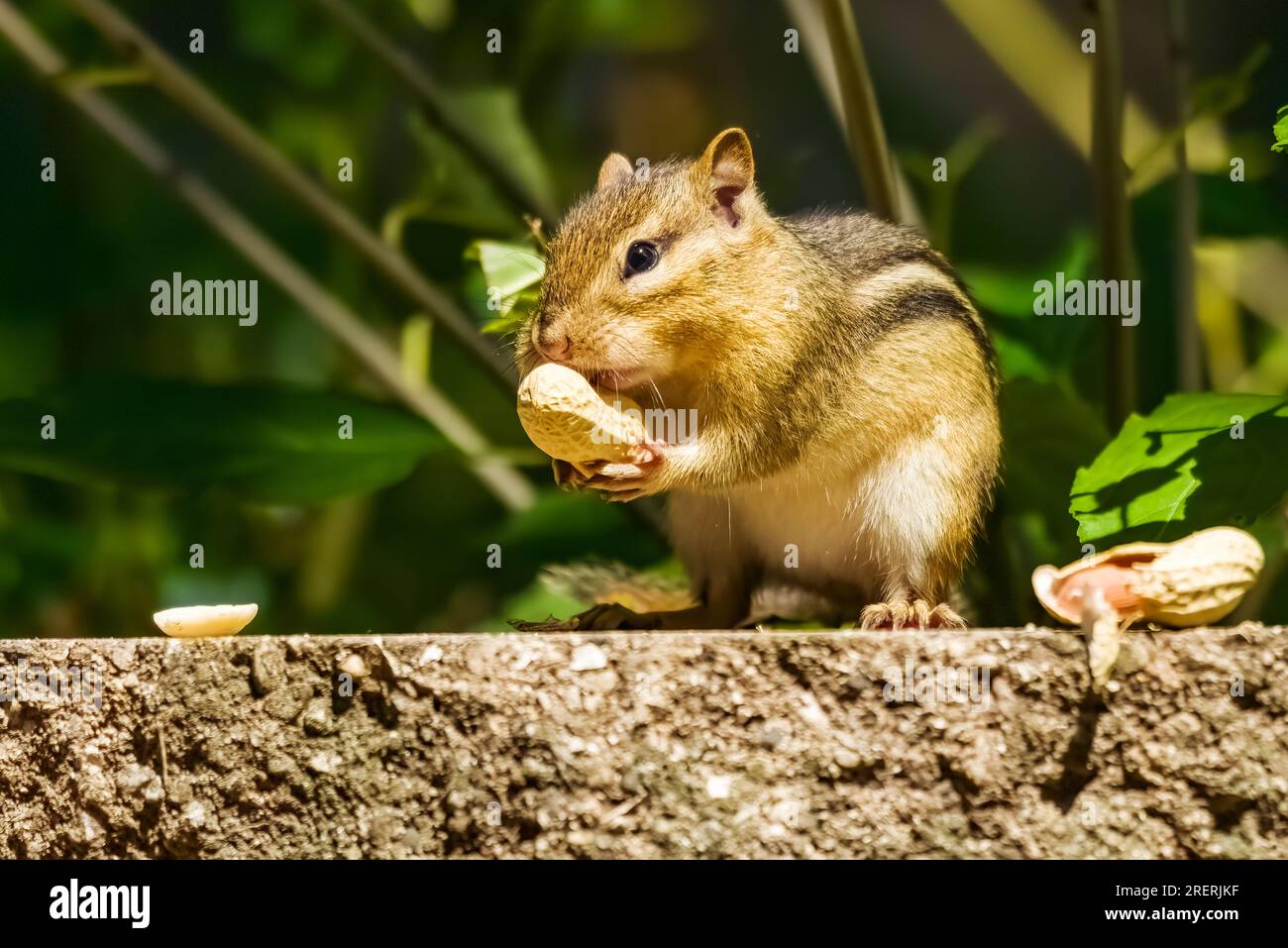 A chipmunk stuffs his cheeks with peanuts. Stock Photo