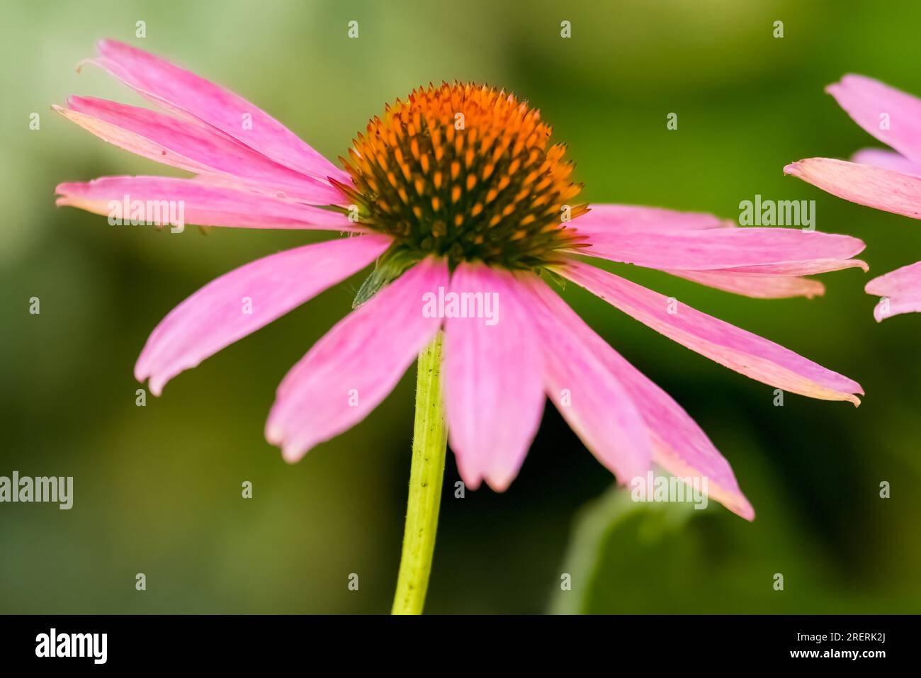 Purple coneflowers on a summer's day. Stock Photo