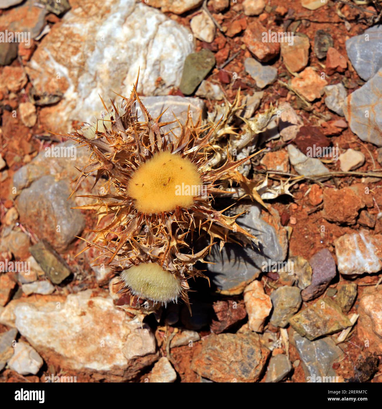 Thistle, Tilos island, Dodecanese island group. Greece, July 2023. cym Stock Photo