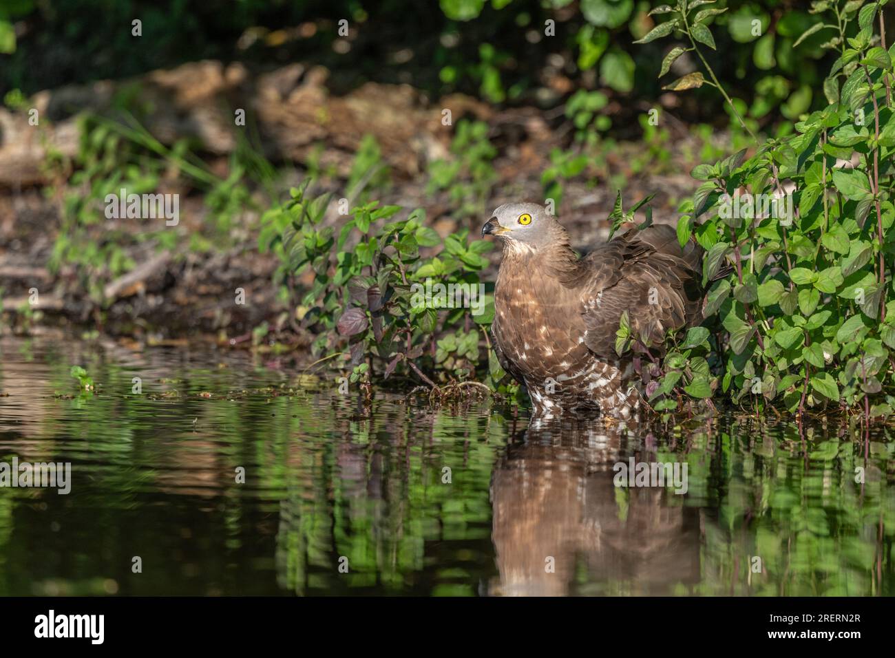 European Honey Buzzard (Pernis apivorus) coming to drink in a pond during a heat wave. Bas-Rhin, Collectivite europeenne d'Alsace,Grand Est, France. Stock Photo