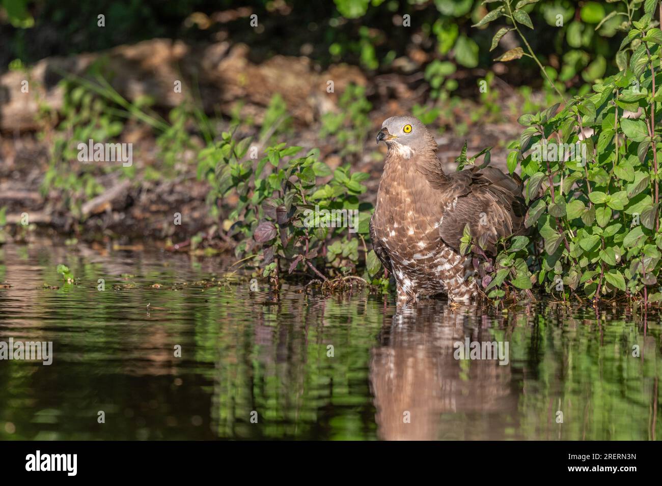 European Honey Buzzard (Pernis apivorus) coming to drink in a pond during a heat wave. Bas-Rhin, Collectivite europeenne d'Alsace,Grand Est, France. Stock Photo