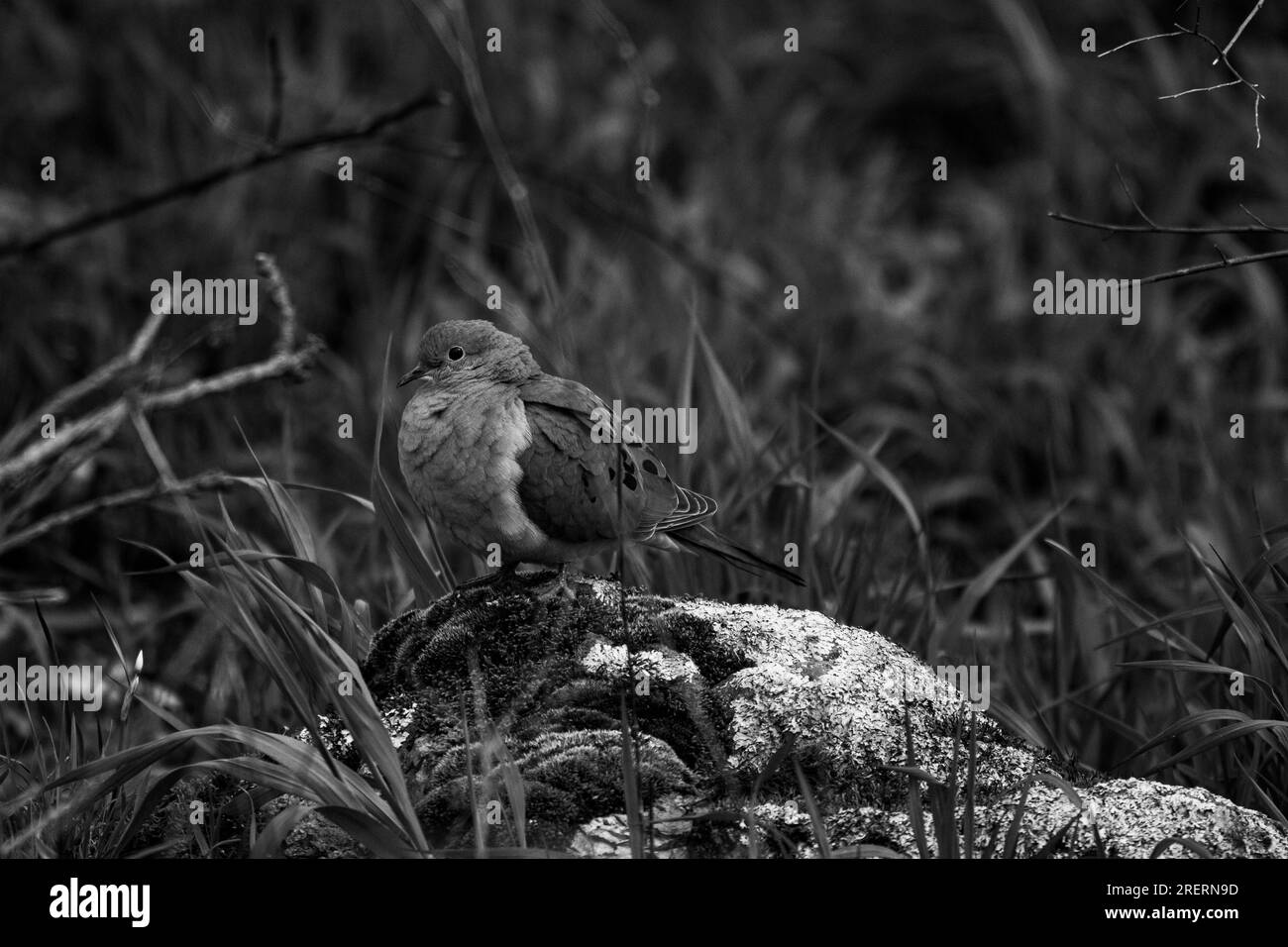 Mourning dove (Zenaida macroura) sitting on rock at Wildcat Glades in