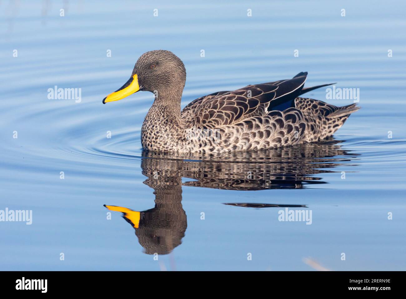 Yellow-billed Duck (Anas undulata) swimming with reflection, Vermont Salt Pan, Western Cape, South Africa Stock Photo