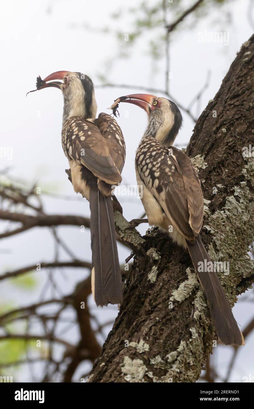 Pair of Southern Red-billed Hornbills (Tockus rufirostris) presenting gifts during the mating display, Limpopo, South Africa Stock Photo
