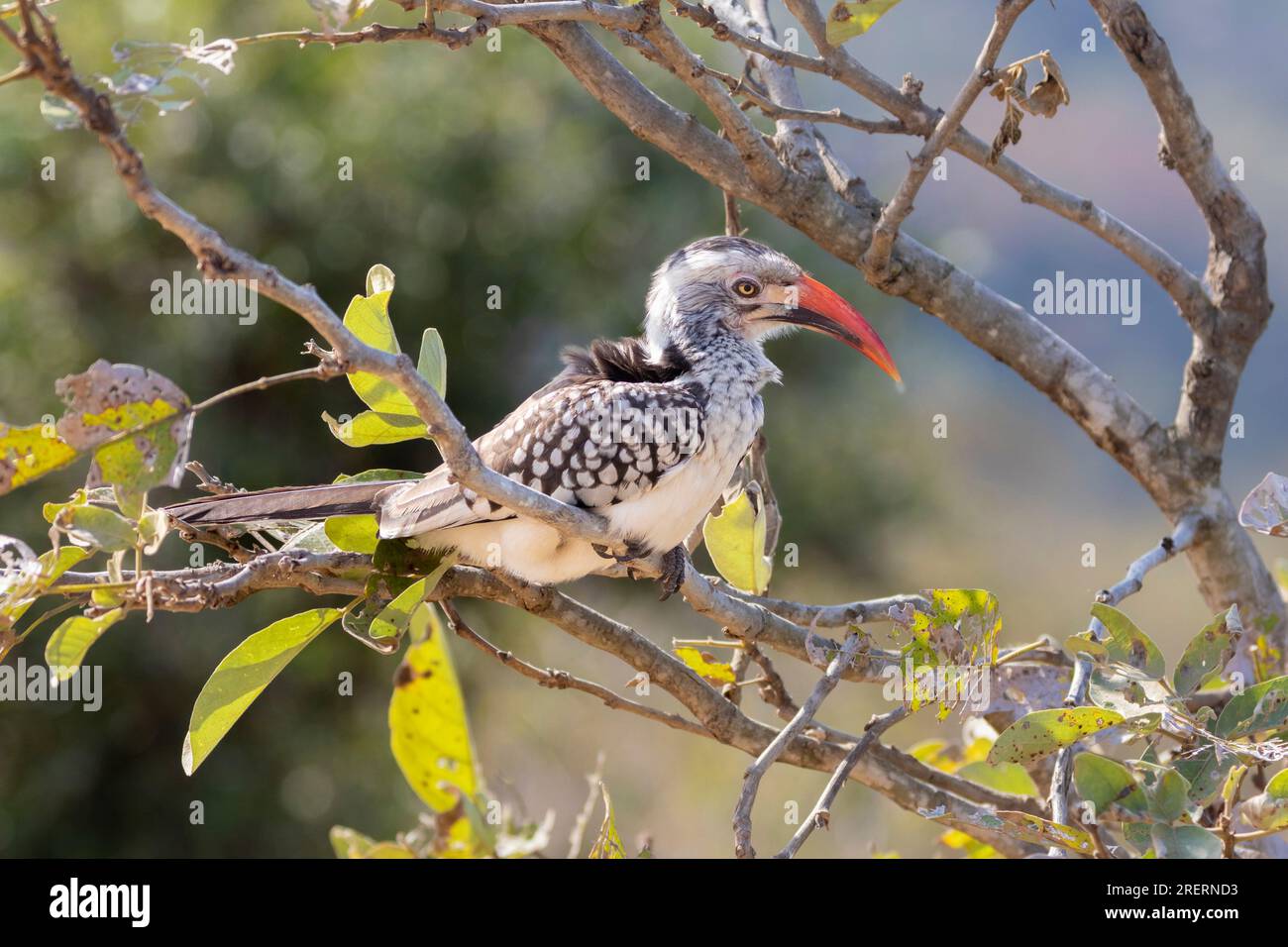 Southern Red-billed Hornbill (Tockus rufirostris) in broad-leaf woodland habitat Limpopo, South Africa Stock Photo