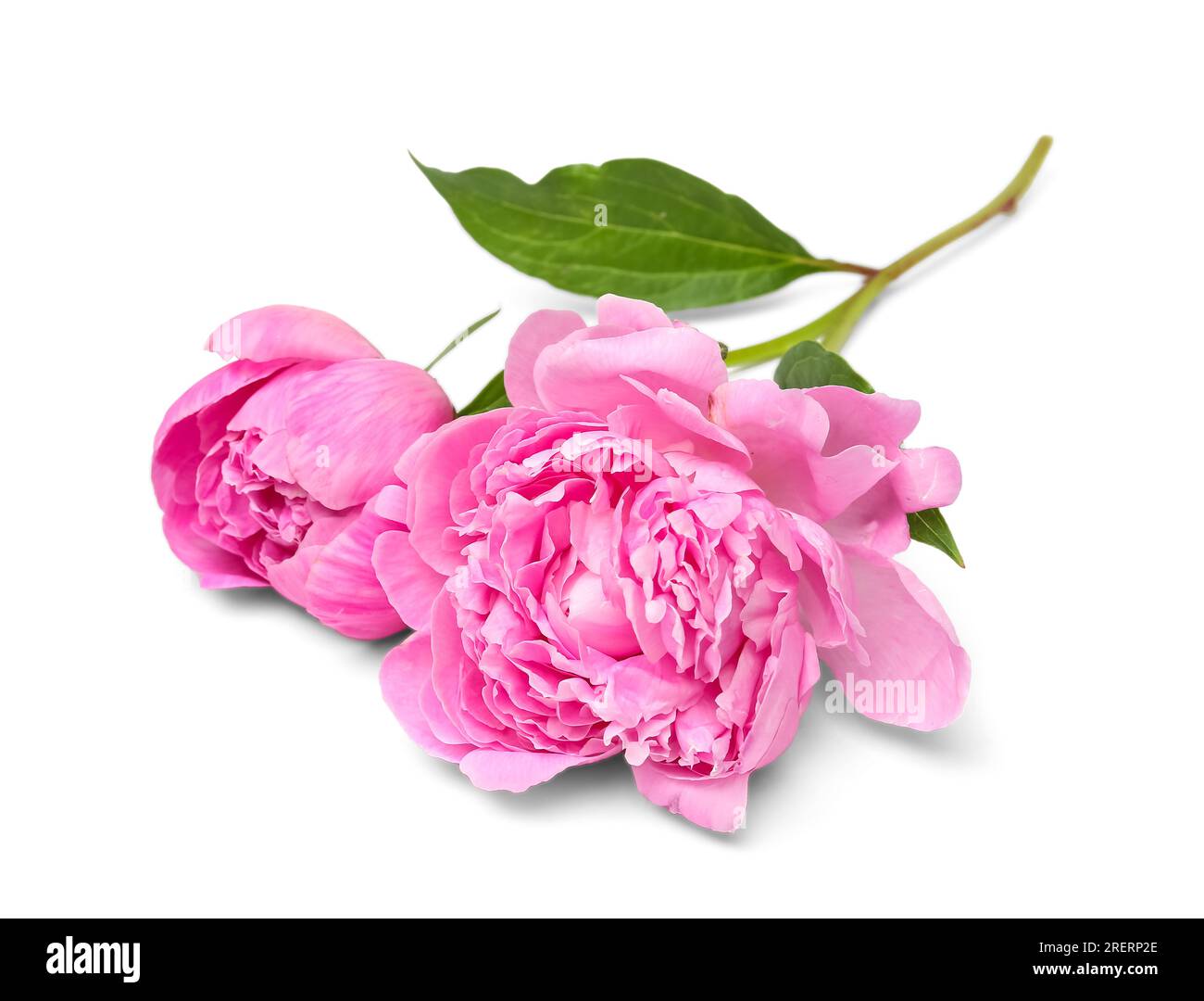 Pink peony flowers isolated on white background Stock Photo - Alamy