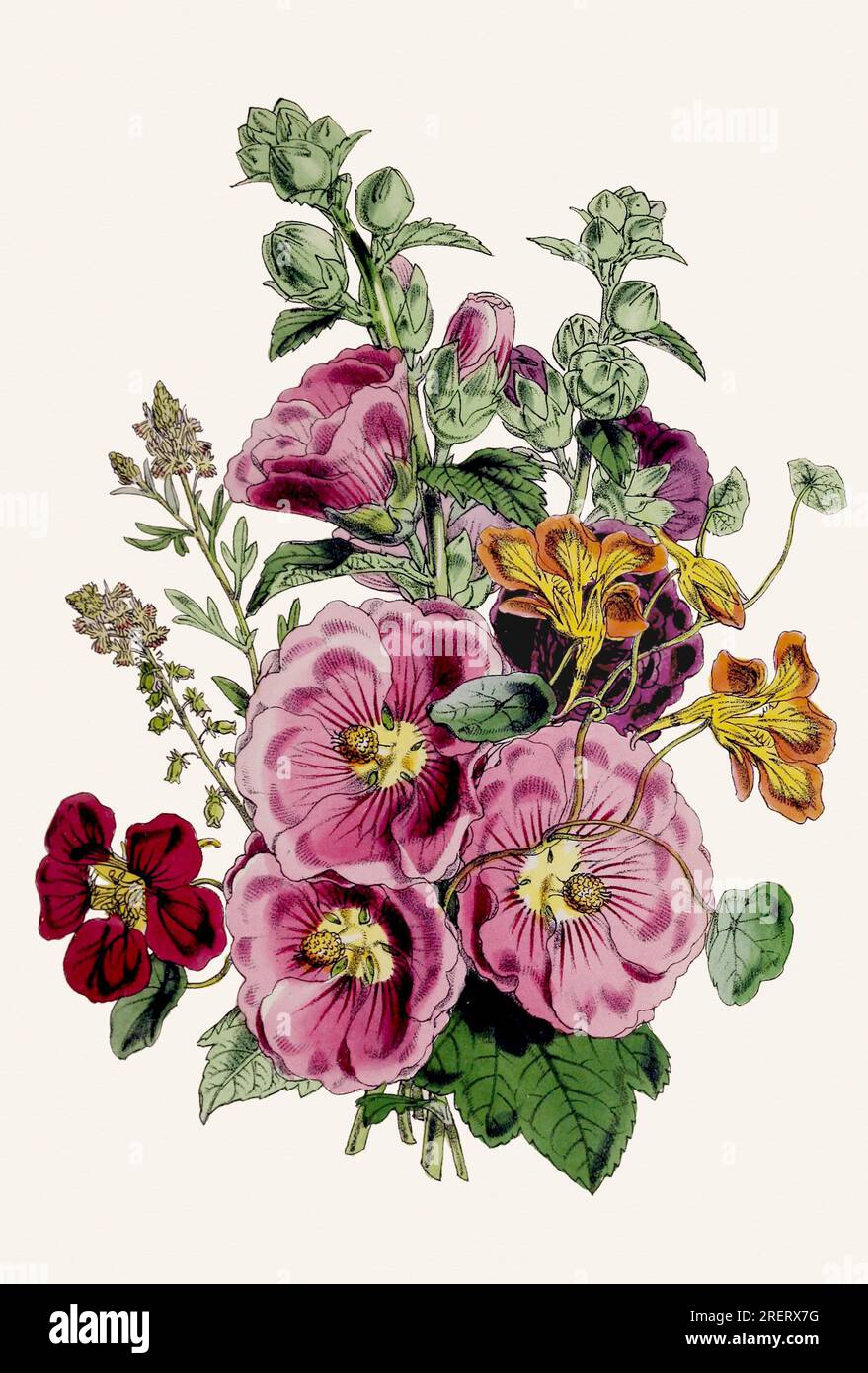 Vintage illustration botanical hi-res stock photography and images - Alamy