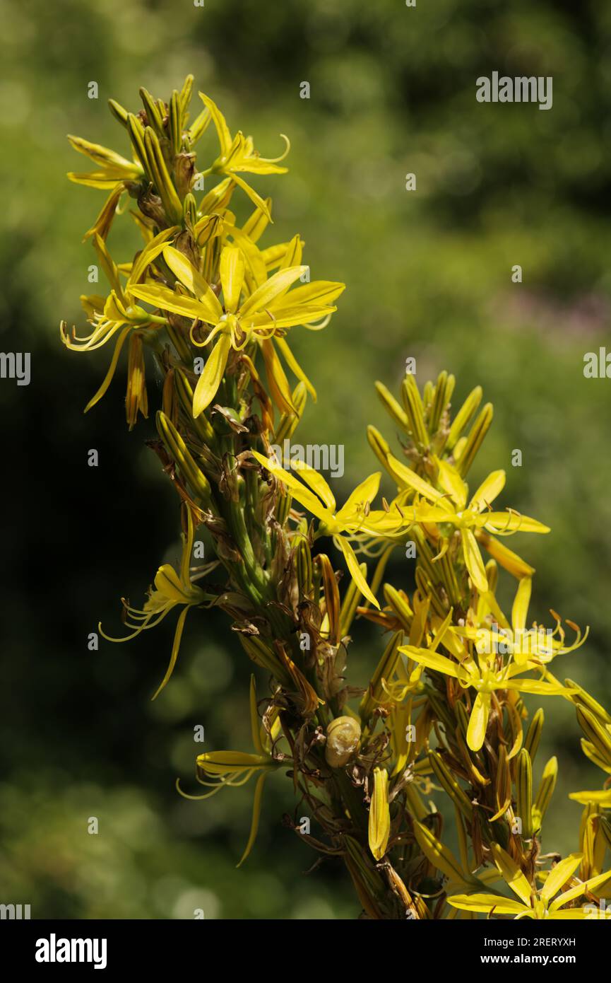 King's-spear, Yellow asphodel or Jacob's-rod (Asphodline lutea) in domestic garden Stock Photo
