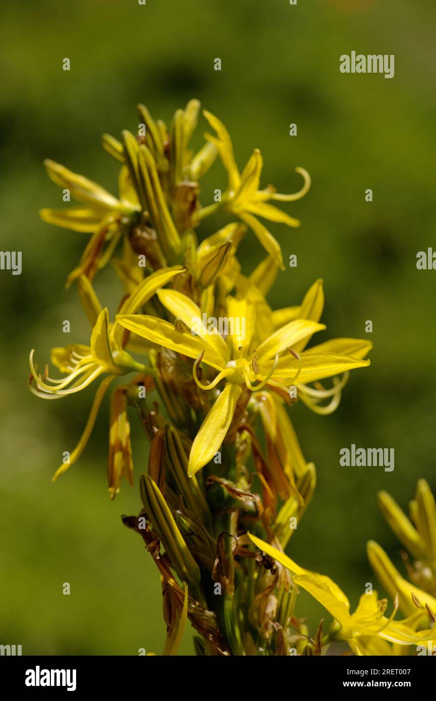 King's-spear, Yellow asphodel or Jacob's-rod (Asphodline lutea) in domestic garden Stock Photo