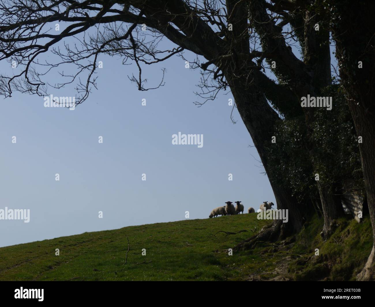 Cornwall, UK, Spring 2022: 'Nosy Neighbours'. A flock of sheep gathered under a tree look towards the camera. Stock Photo