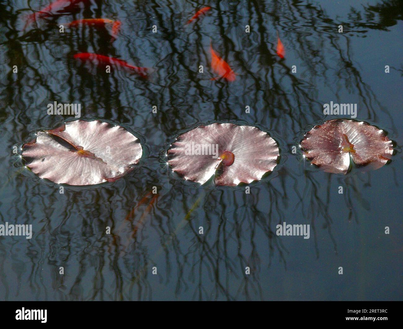 Water lily leaf in garden pond, water lily leaves, back light Stock Photo