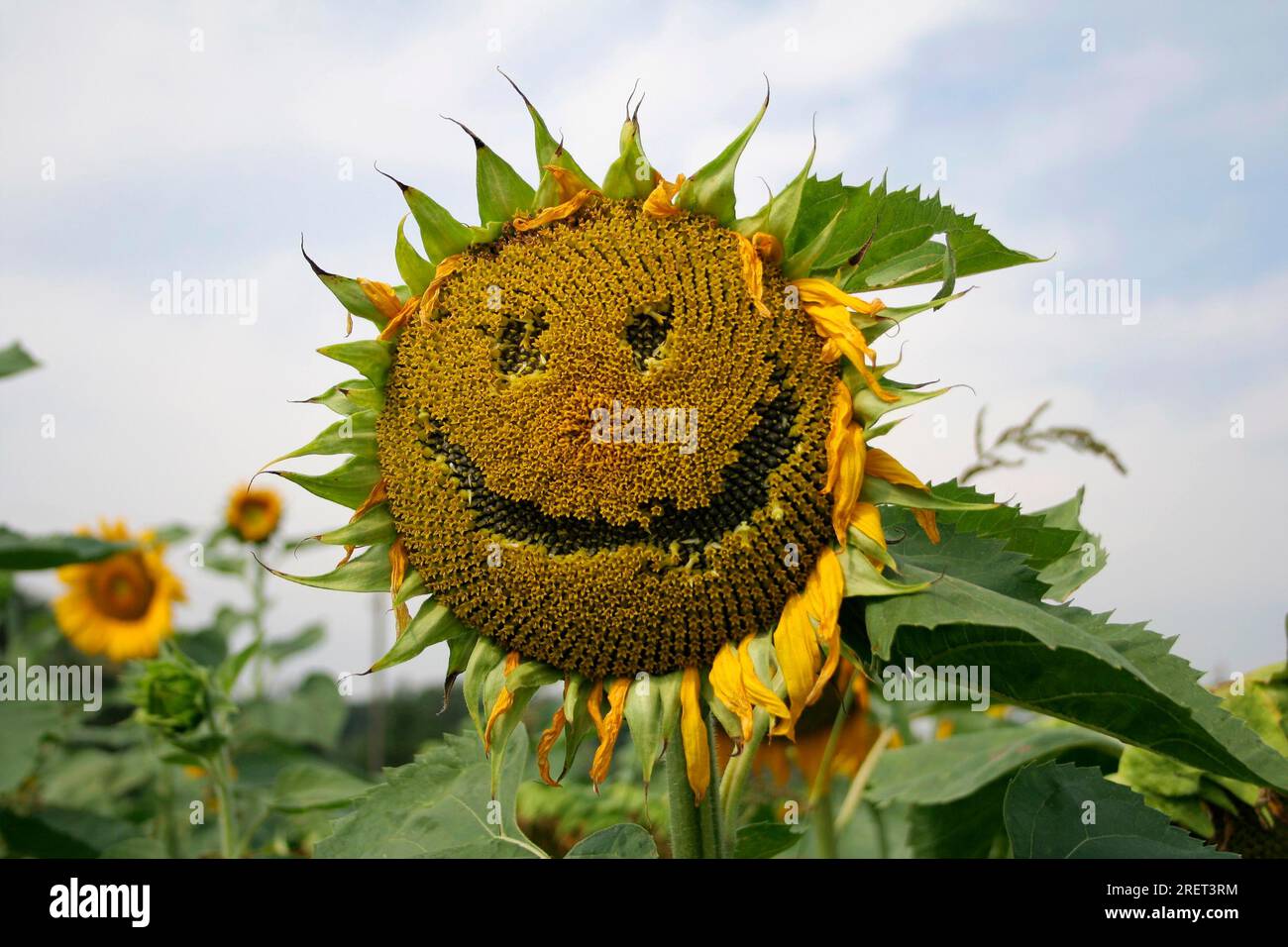 Sunflowers Helianthus Annuus Sunflower Laughing Face Eyes And Mouth