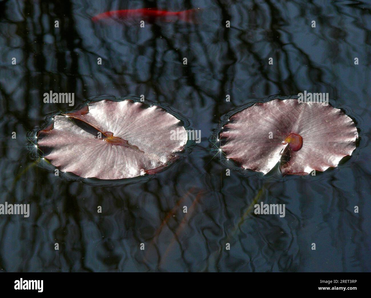 Water lily leaf in garden pond, water lily leaves, back light Stock Photo
