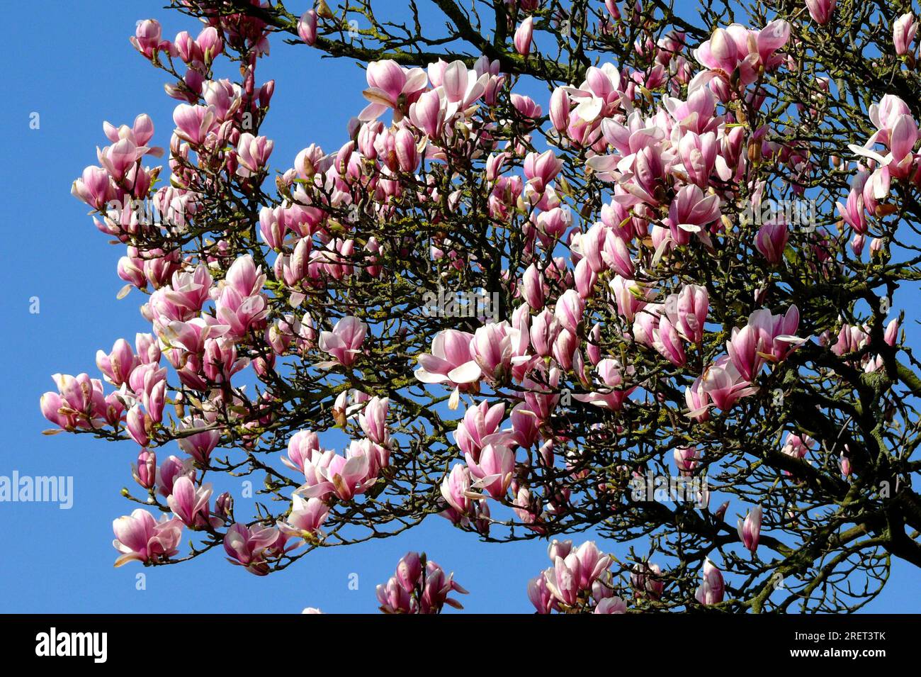Magnolia Soulangeana Saucer - Arbuste Caduc Résistant En Pot - Jardin Magnifique
