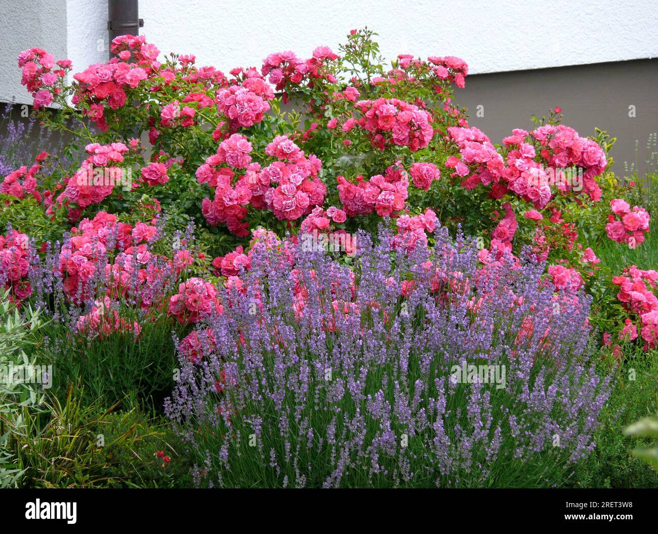 Shrub rose (Rosa) with lavender Real common lavender (Lavandula ...