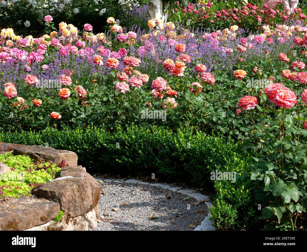 Rose garden of a nursery, lavender in bloom, true common lavender ...