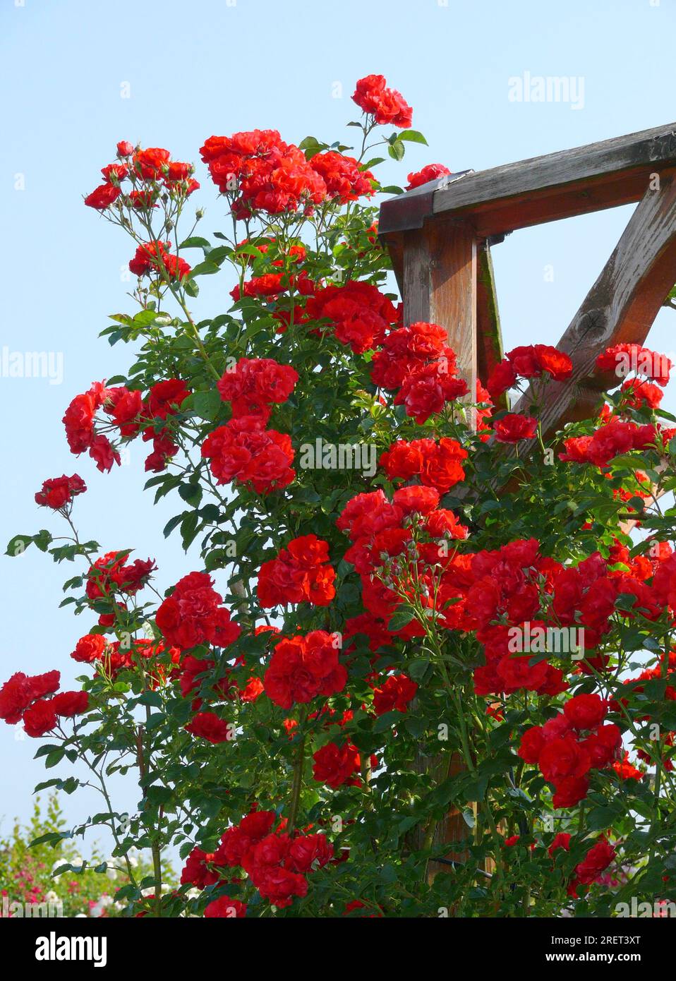 Climbing Roses, Climbing Trellis, Rose Trellis Stock Photo Alamy