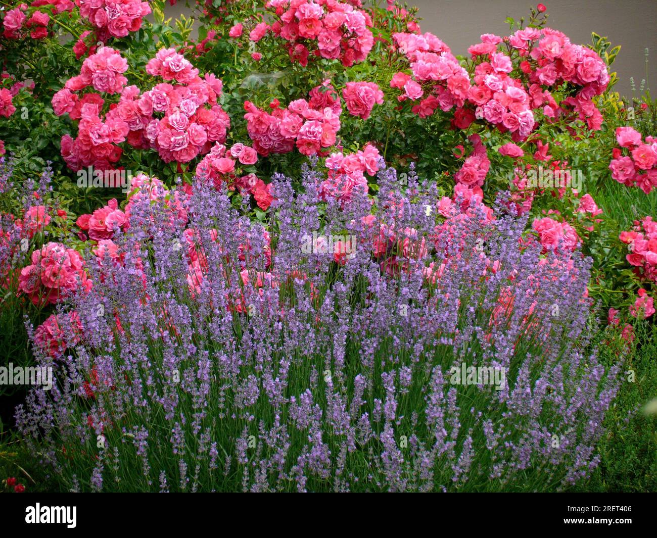 Shrub rose (Rosa) with lavender Real common lavender (Lavandula ...