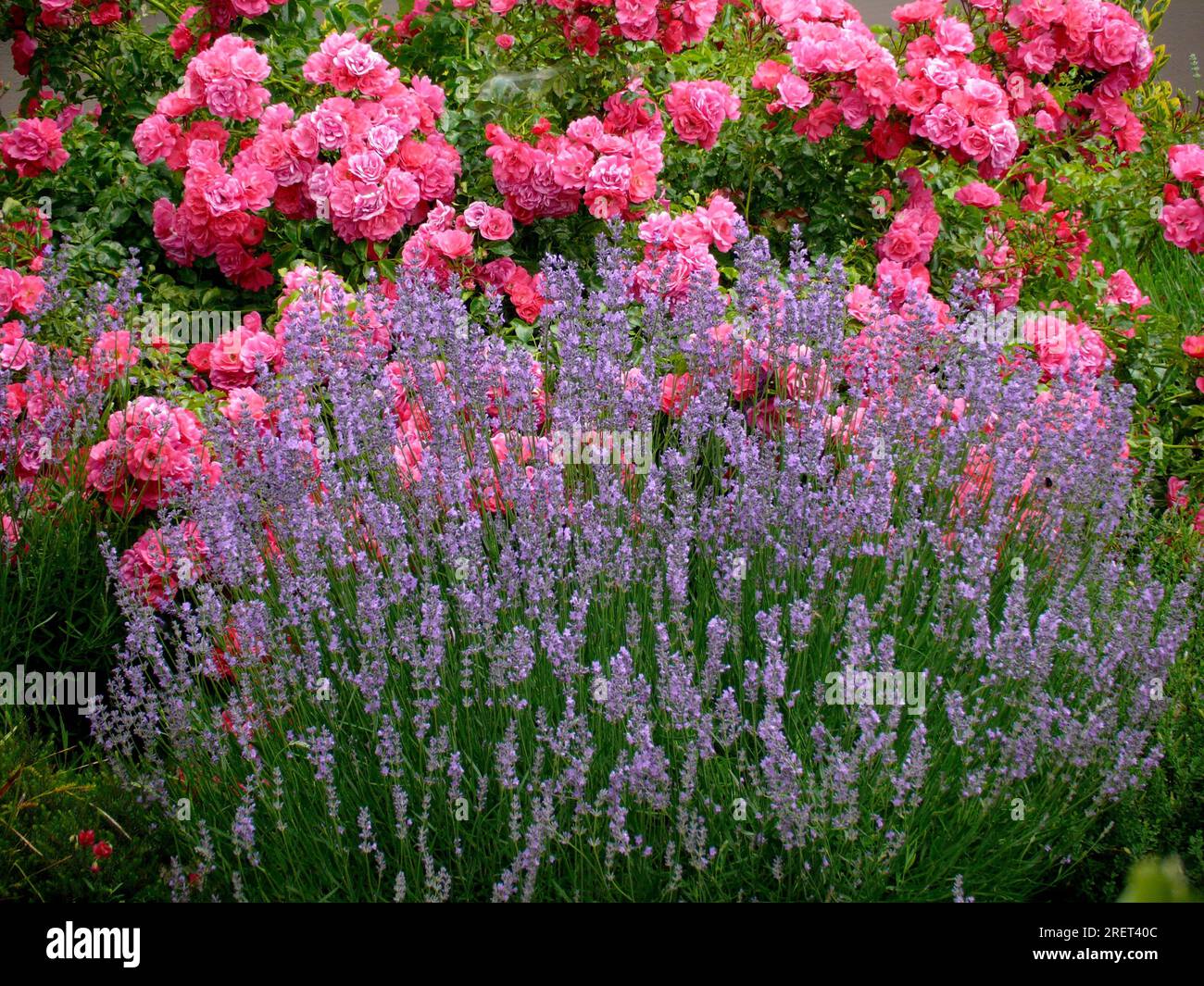 Shrub rose (Rosa) with lavender Real common lavender (Lavandula ...