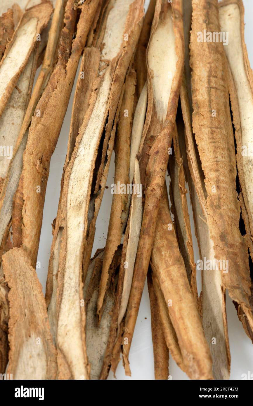 Cinnamon, Ceylon cinnamon Cinnamomum verum Bark bark Nosy Be Madagascar ...