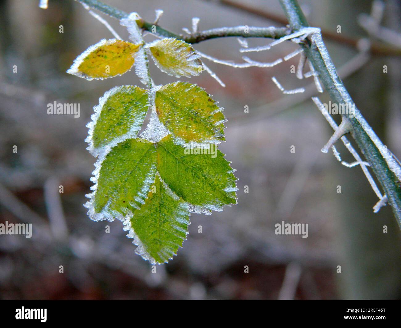 Dog roses (Rosa canina Stock Photo - Alamy
