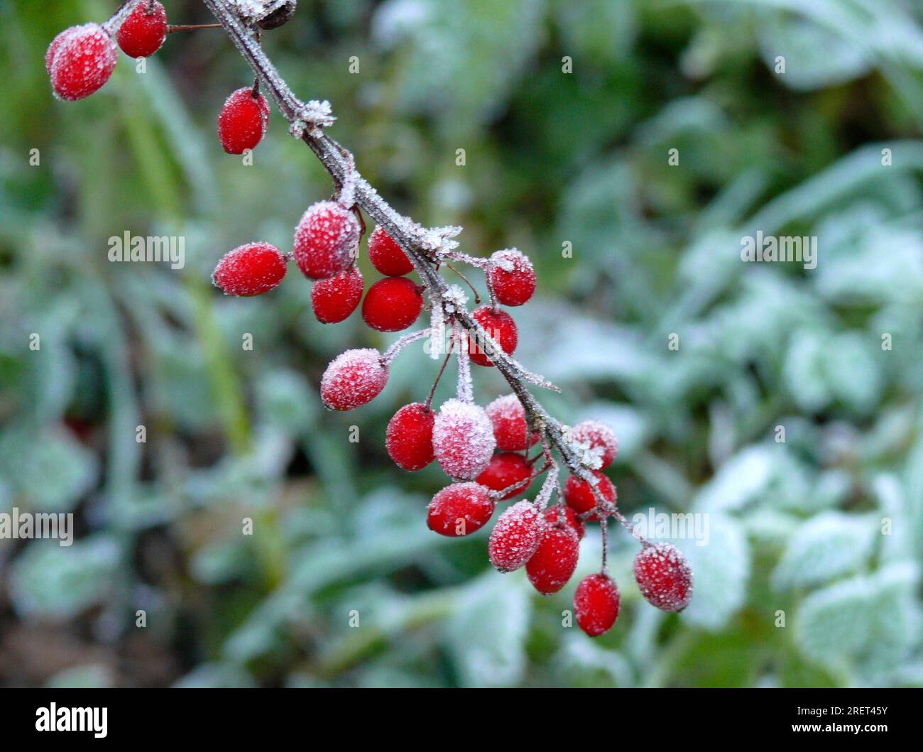 Barberry berries with hoar frost, european barberry (Berberis vulgaris), sour thorn, vinegar berry, true barberry Stock Photo