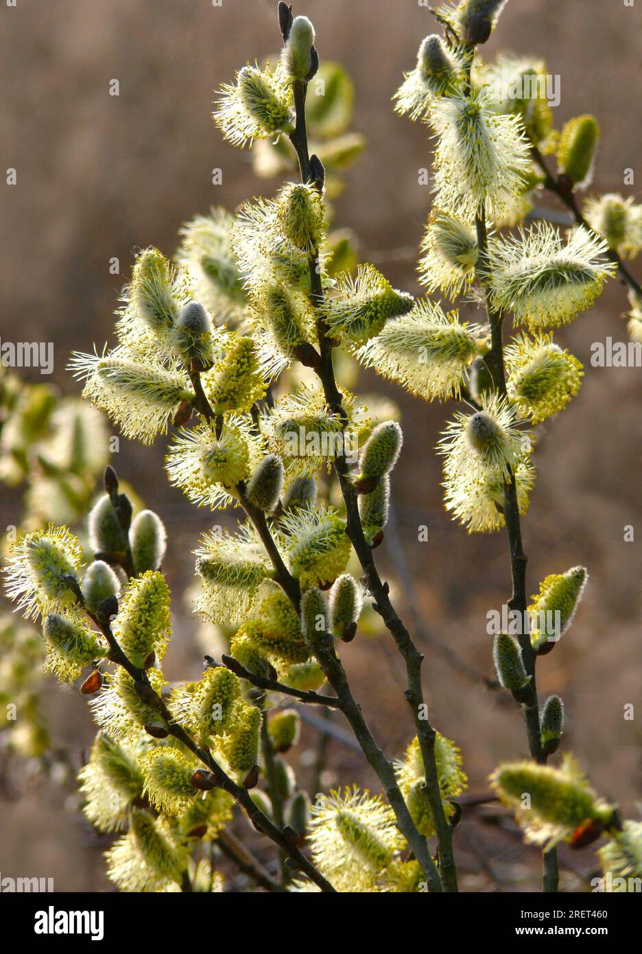 Willow blossom, willow catkin, goat willow (Salix caprea) Stock Photo