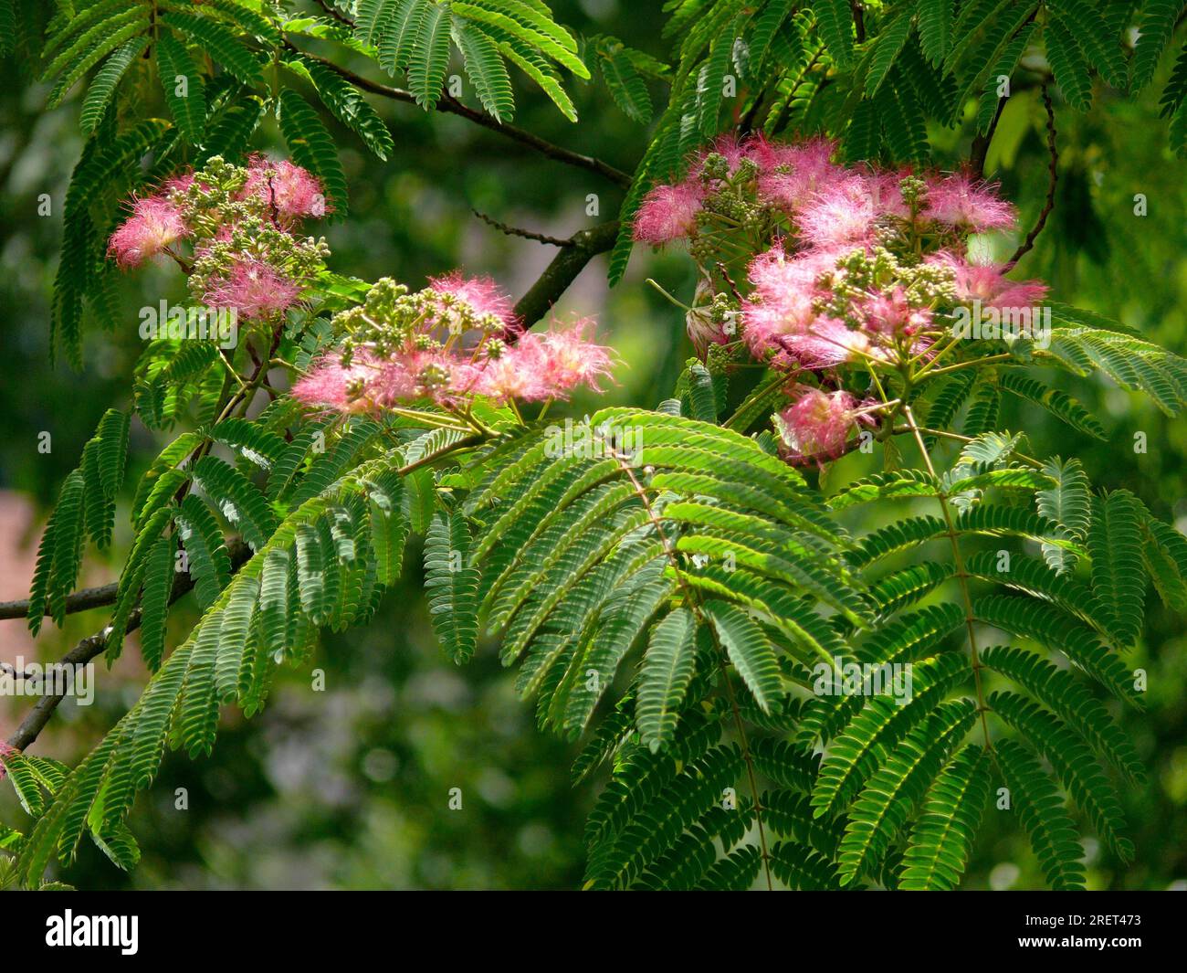 Mimosa, sensitive plant (Mimosa pudica Stock Photo Alamy