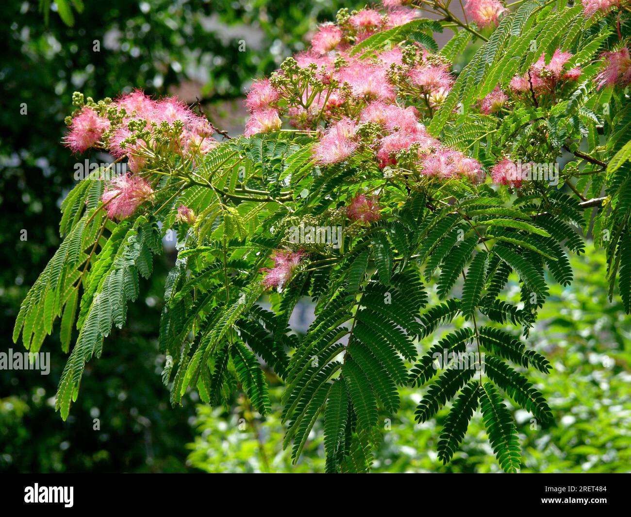 Mimosa, sensitive plant (Mimosa pudica Stock Photo Alamy