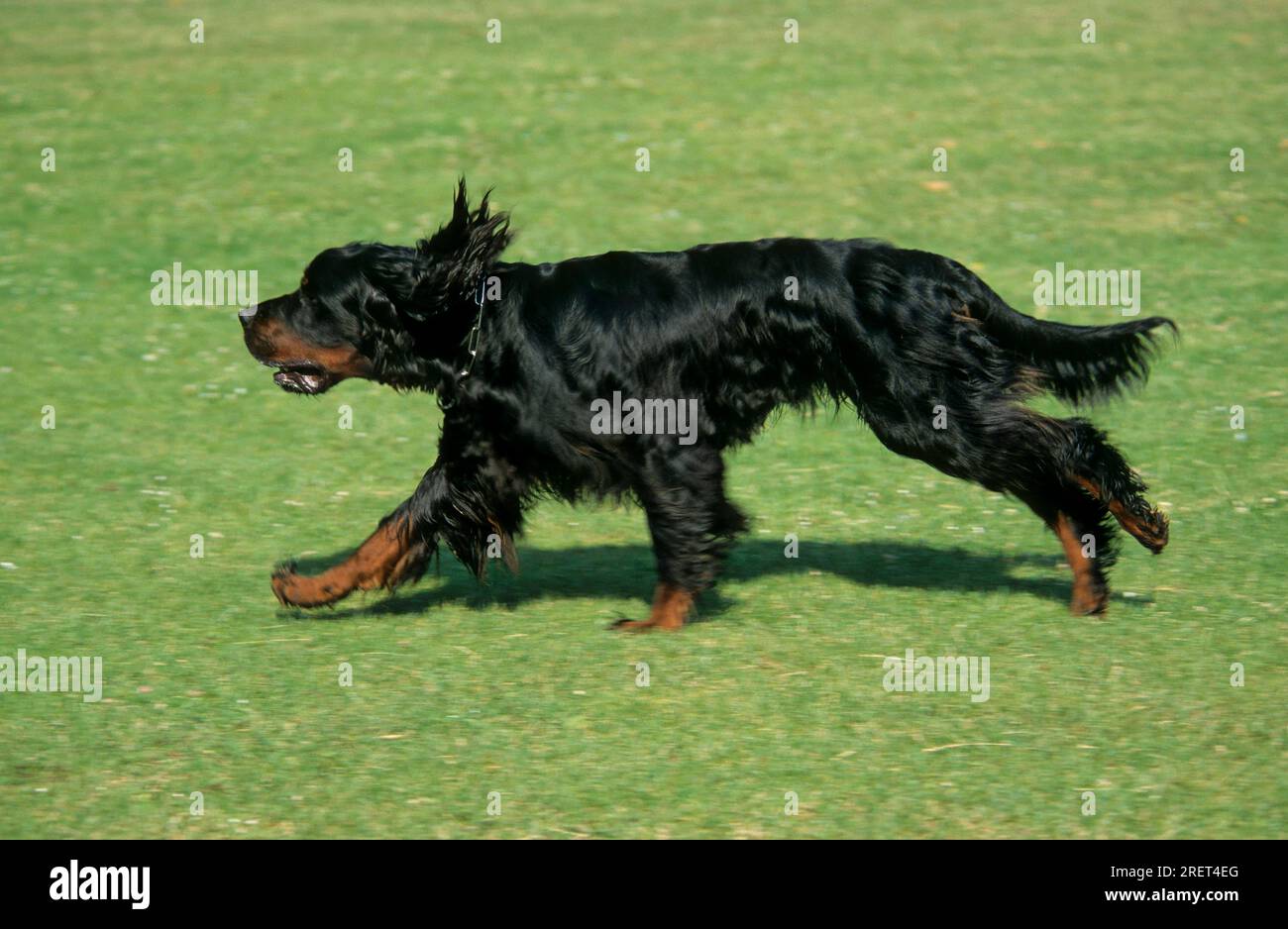 Gorden Setter, Gordon Setter, FCI, Standard No. 6 Stock Photo