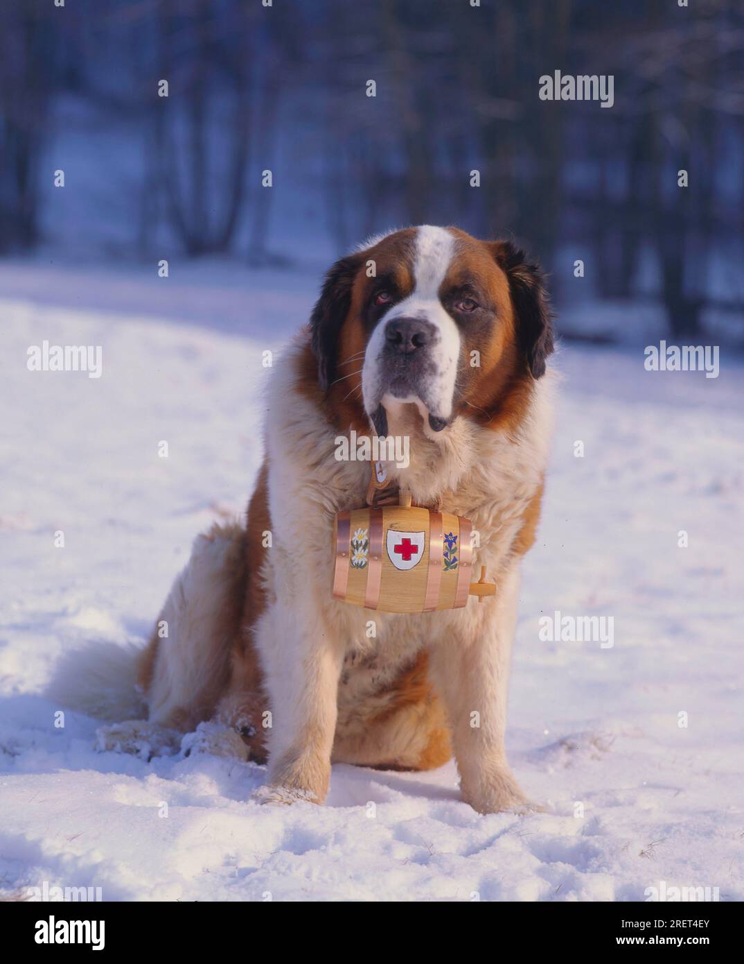 St. Bernard with barrel, St. Bernard dog, FCI, Standard No. 61 Stock Photo Alamy