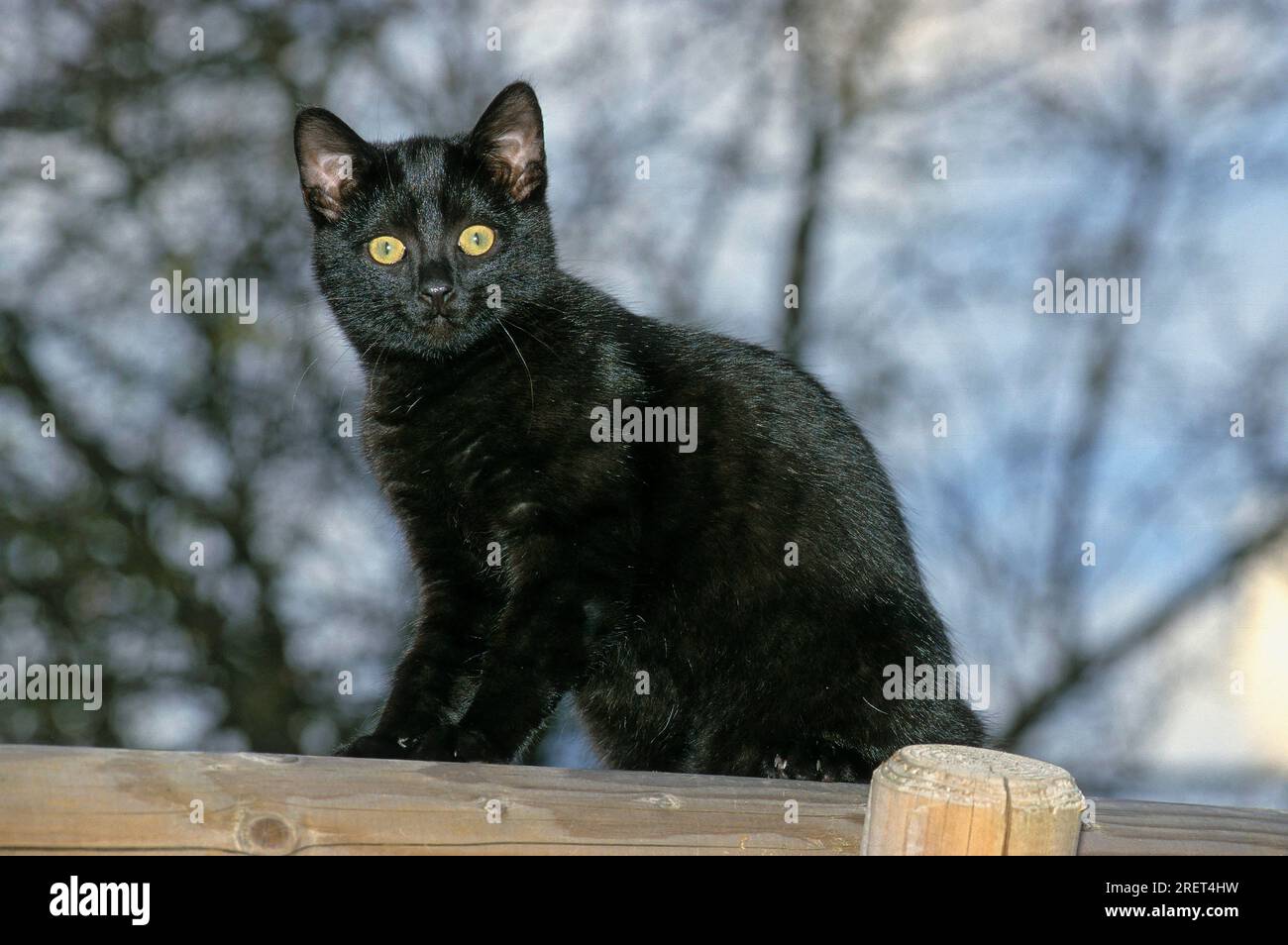 tabby black cat melanotic 7 Things You Didn't Know About the is he a Black tabby?