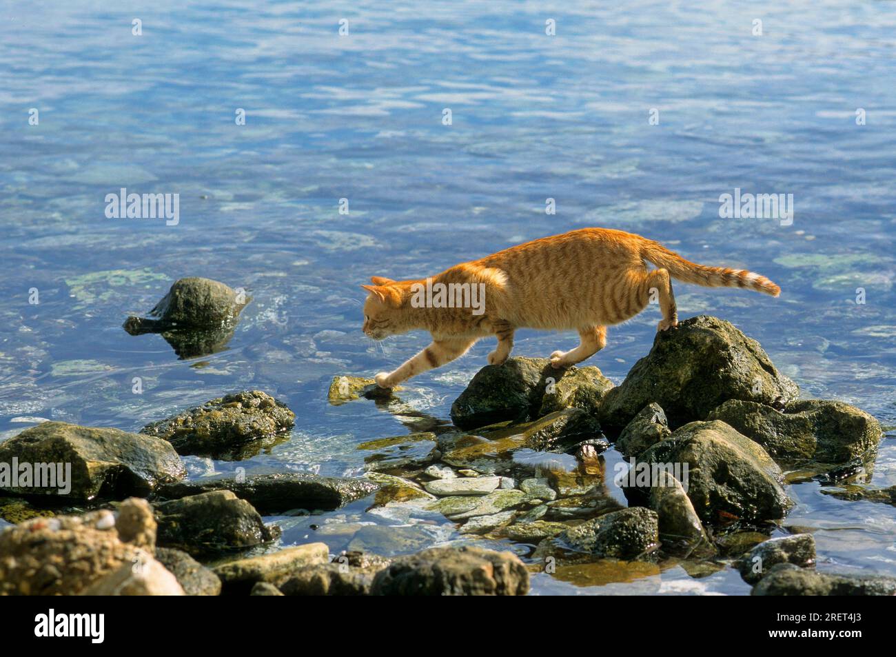Red cat lurking for fish by the sea Stock Photo