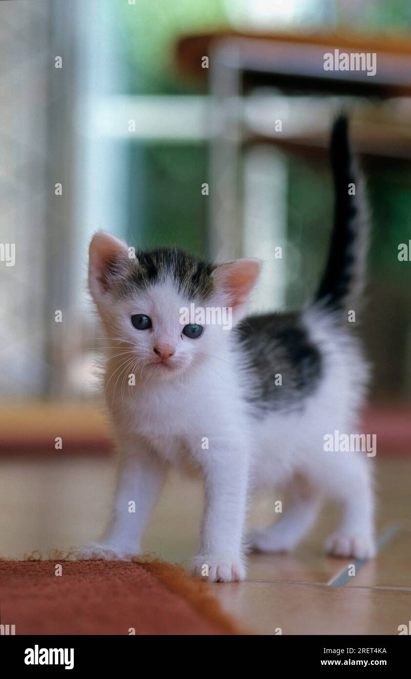 5 week old kitten hi-res stock photography and images - Alamy