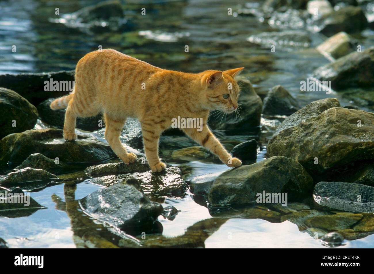 Red cat lurking for fish by the sea Stock Photo