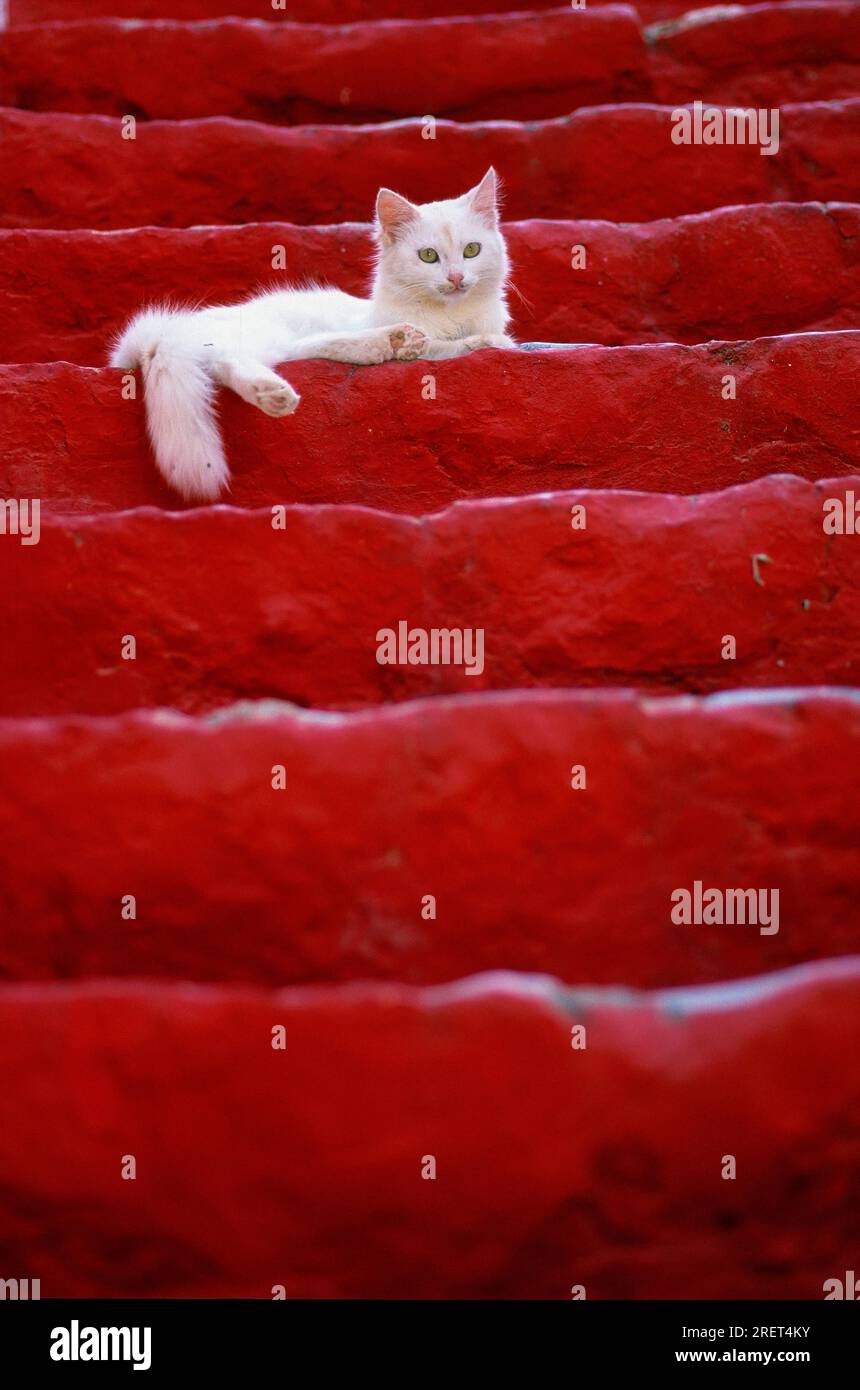 White cat on red staircase, steps Stock Photo Alamy