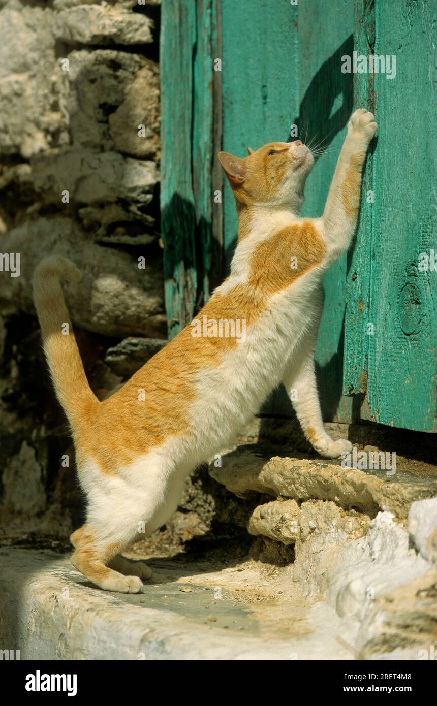 Cat, red and white, scratching at front door Stock Photo Alamy