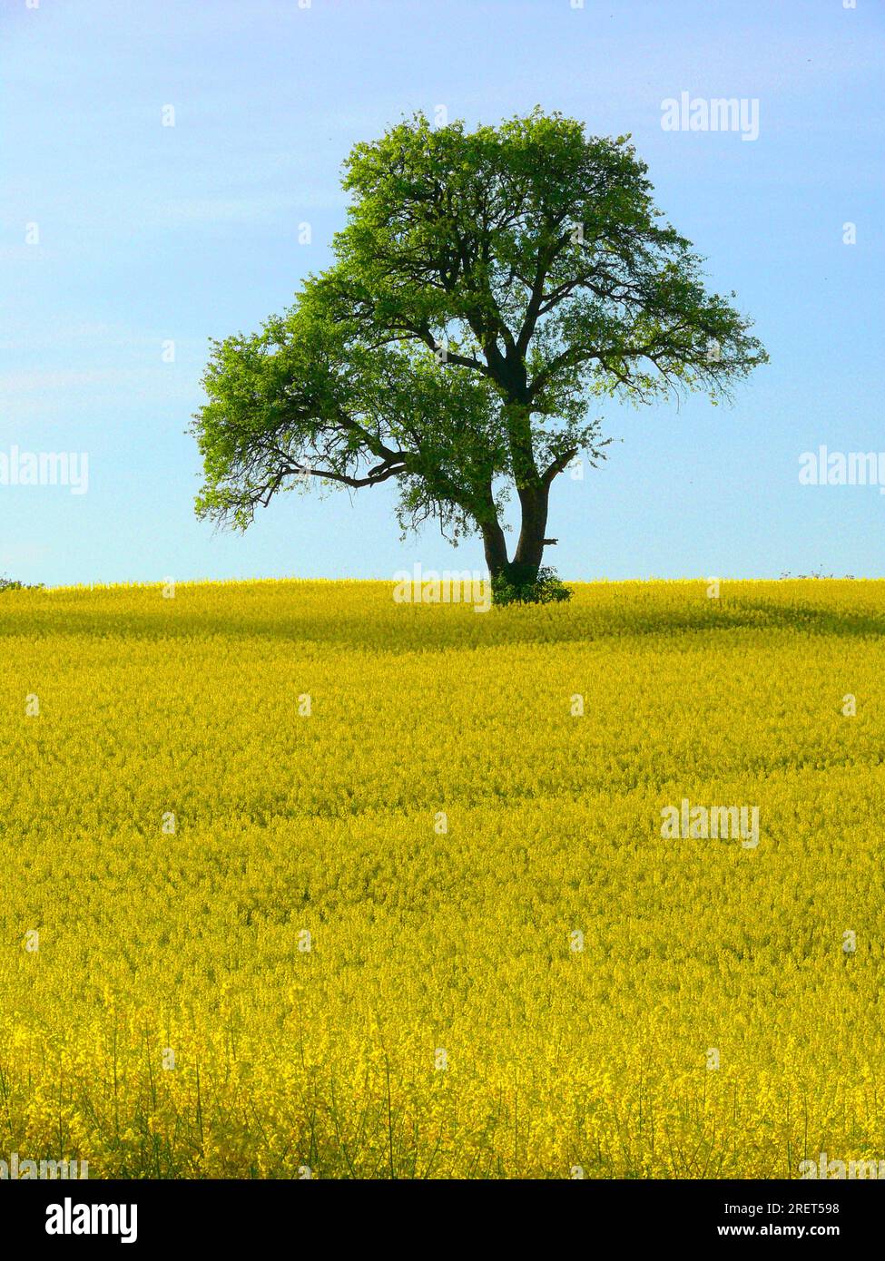 Pear tree in rape field, field landscape in Kraichgau, Baden ...