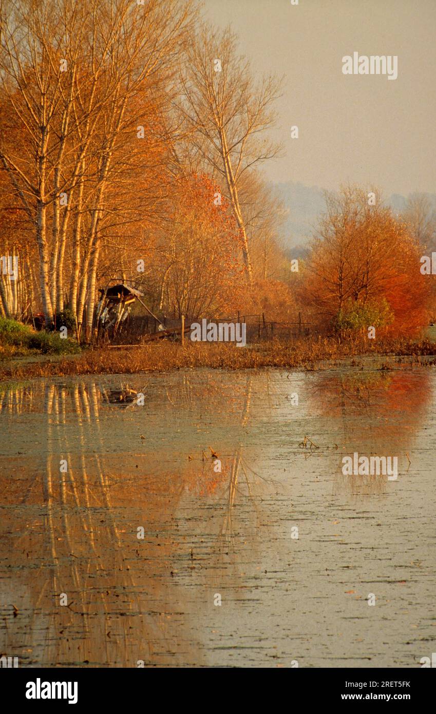 Autumn trees by the lake, reflection Stock Photo - Alamy