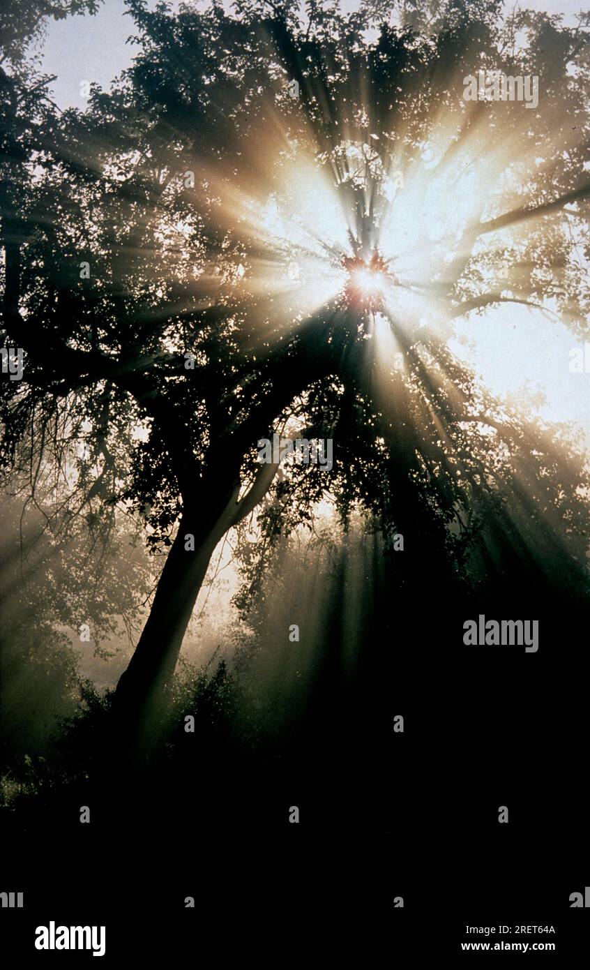 Tree backlit by sun hi-res stock photography and images - Alamy