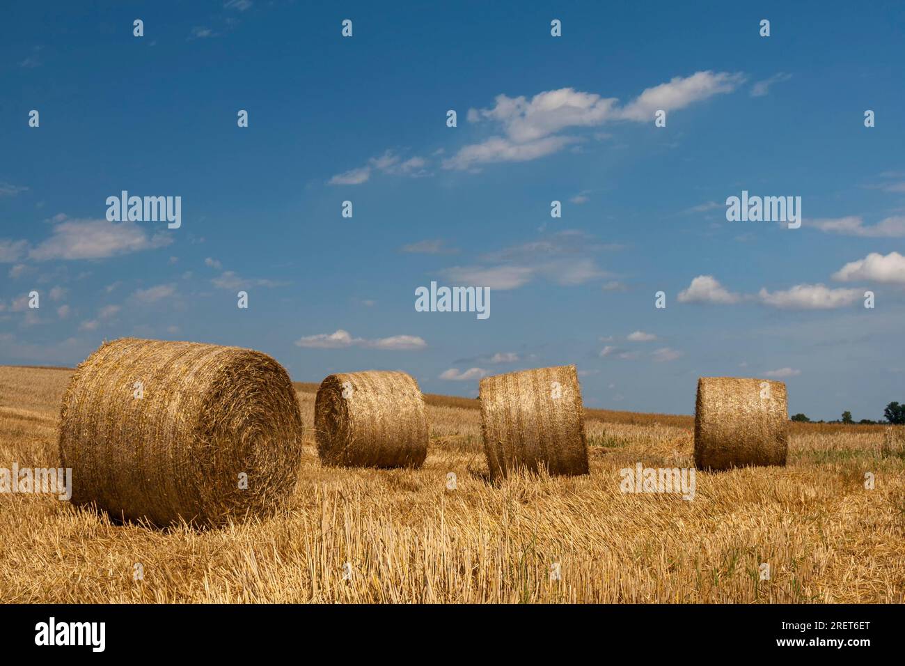 Straw bales on a stubble field Stock Photo - Alamy
