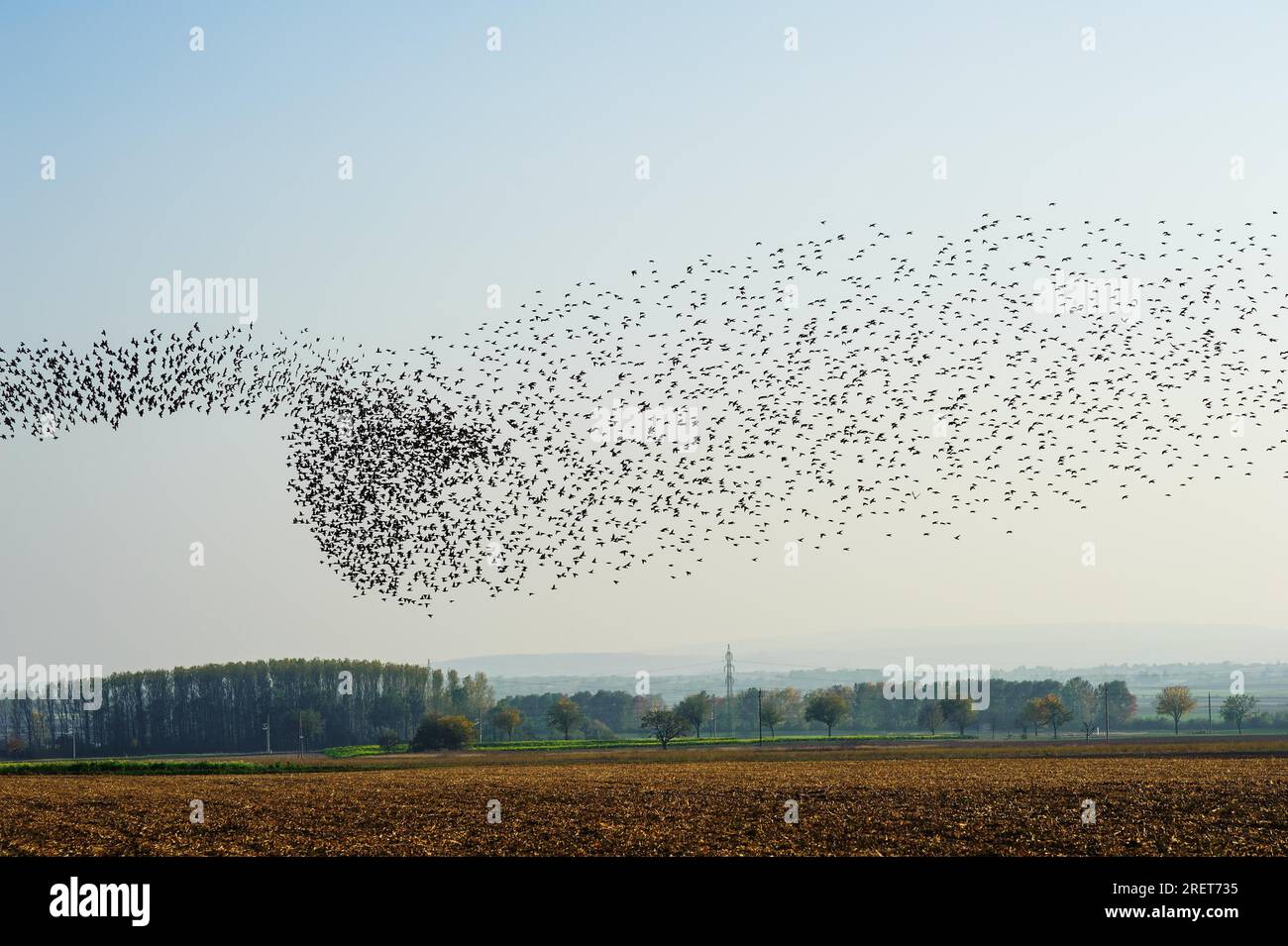 Vogelschwarm Stare im Flug ueber den Feldern Stock Photo Alamy