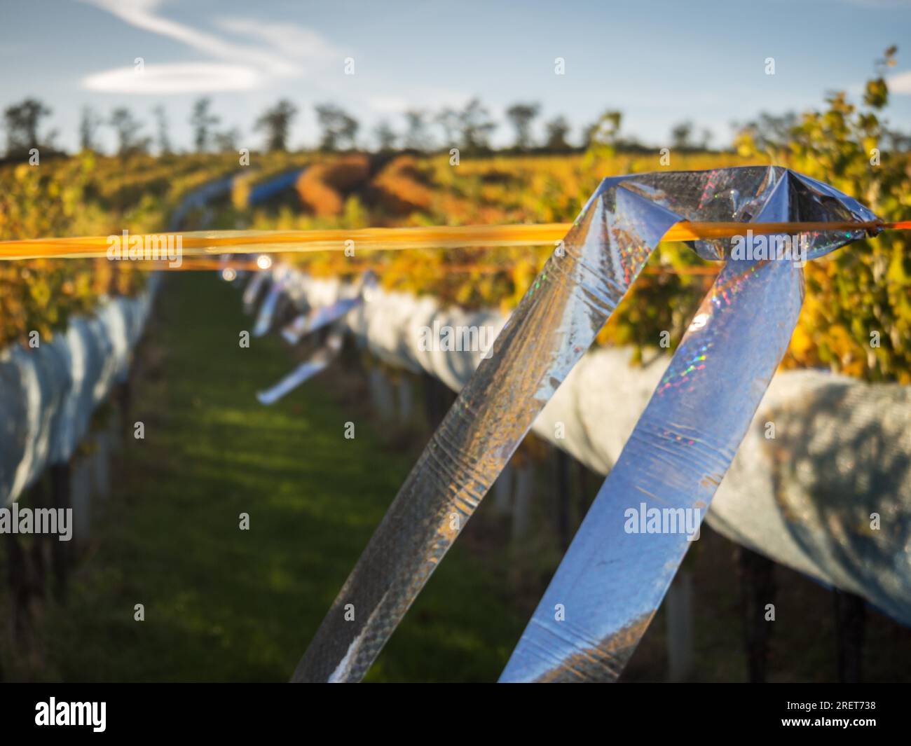 Glitter in the vineyard to ward off the birds Stock Photo - Alamy
