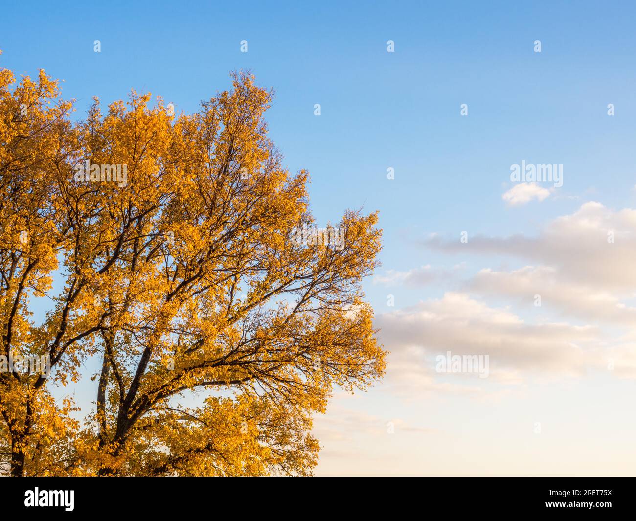 Am laubbaum hires stock photography and images Alamy