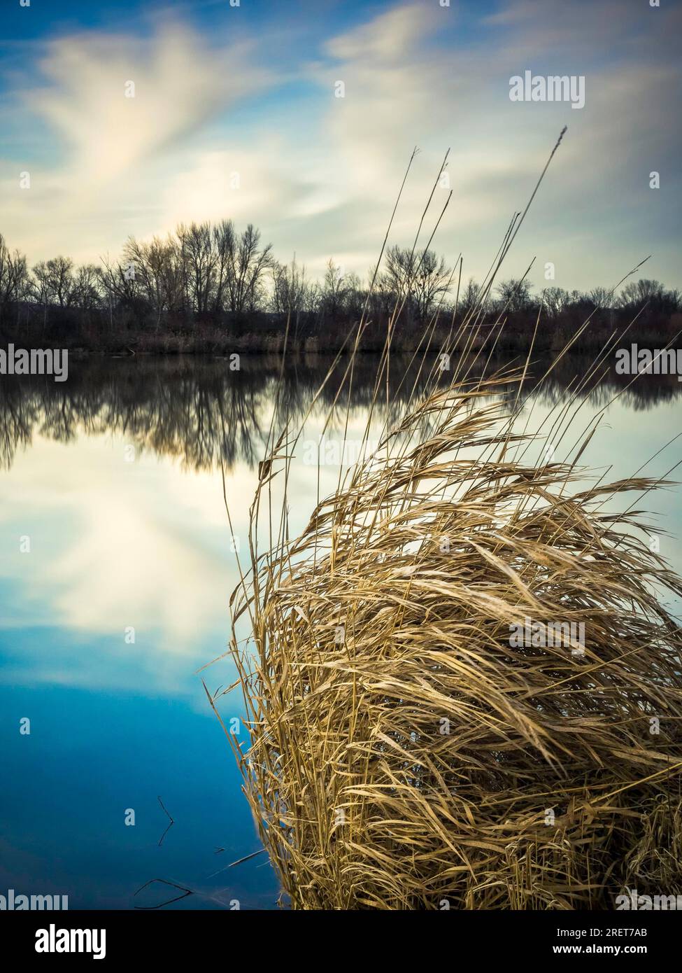 Reed on the lake Stock Photo - Alamy