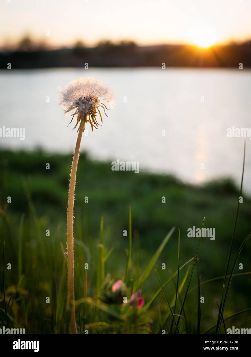 Dandelion sunset on lake hi-res stock photography and images - Alamy