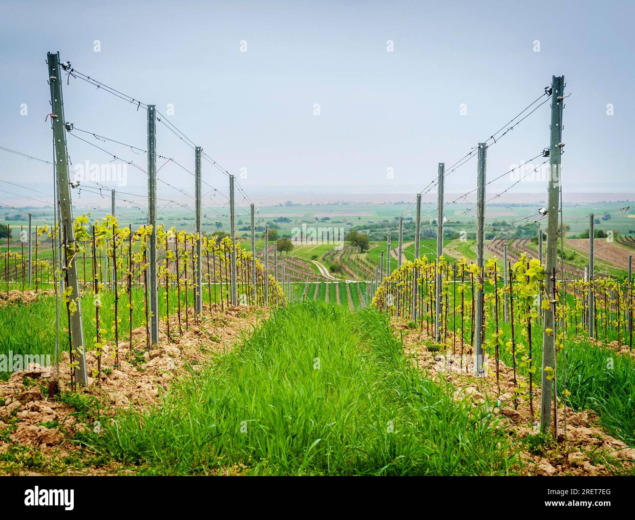 Vineyard plantation at lake Neusiedlersee in Burgenland Stock Photo