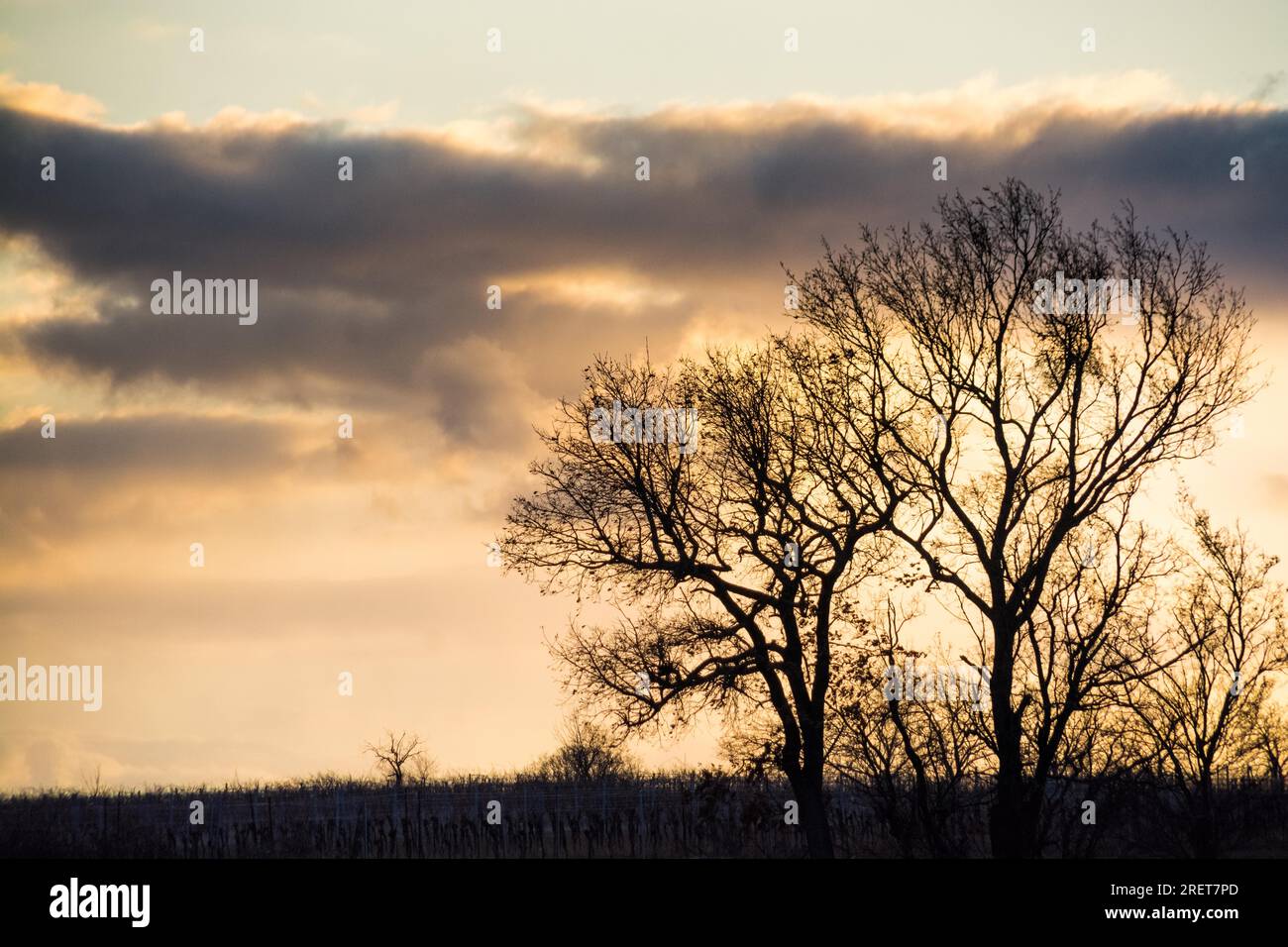 Silhouette of trees with sunset hi-res stock photography and images - Alamy