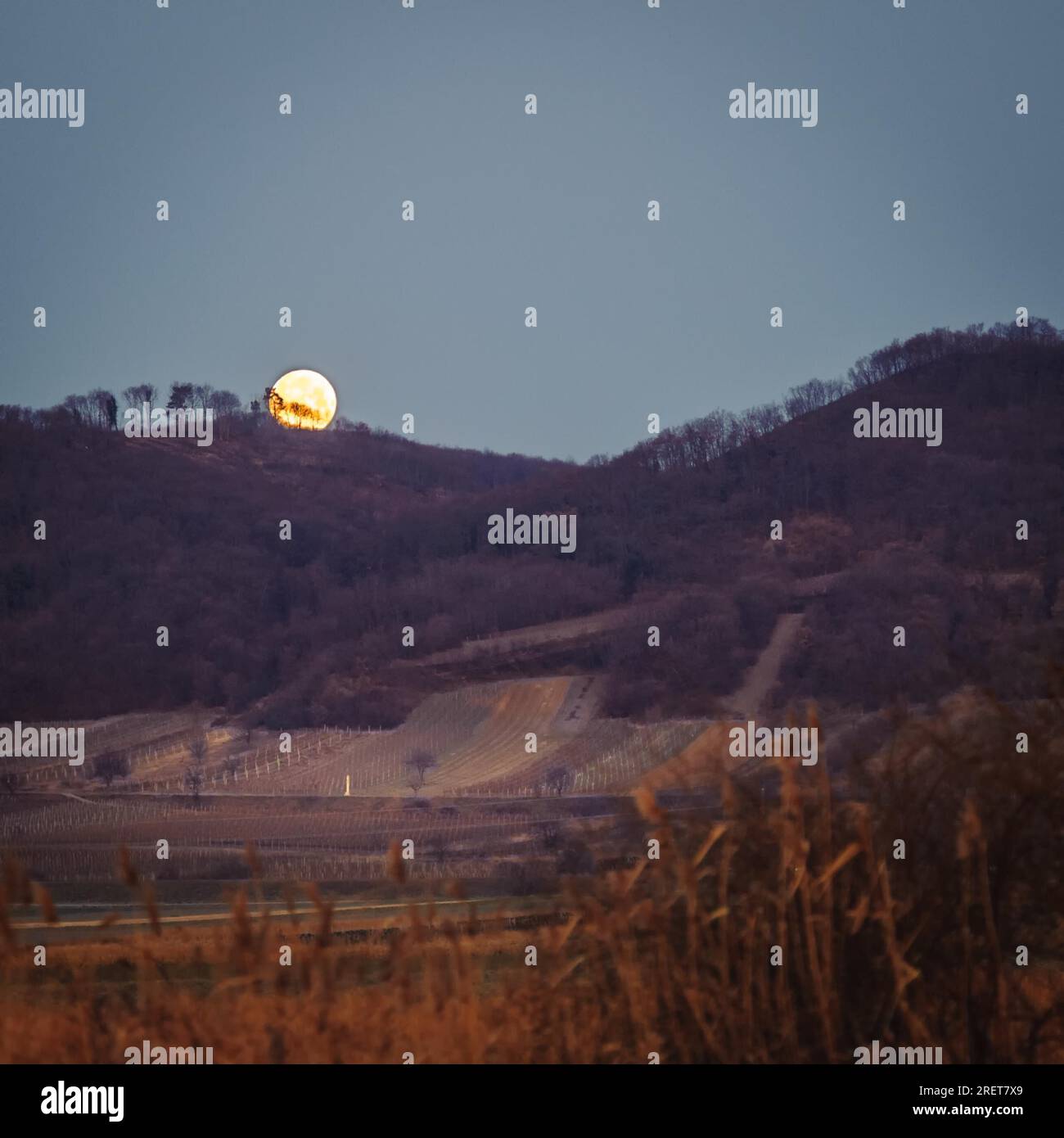 Full moon set over vineyards in Burgenland at the Leithagebirge Stock Photo
