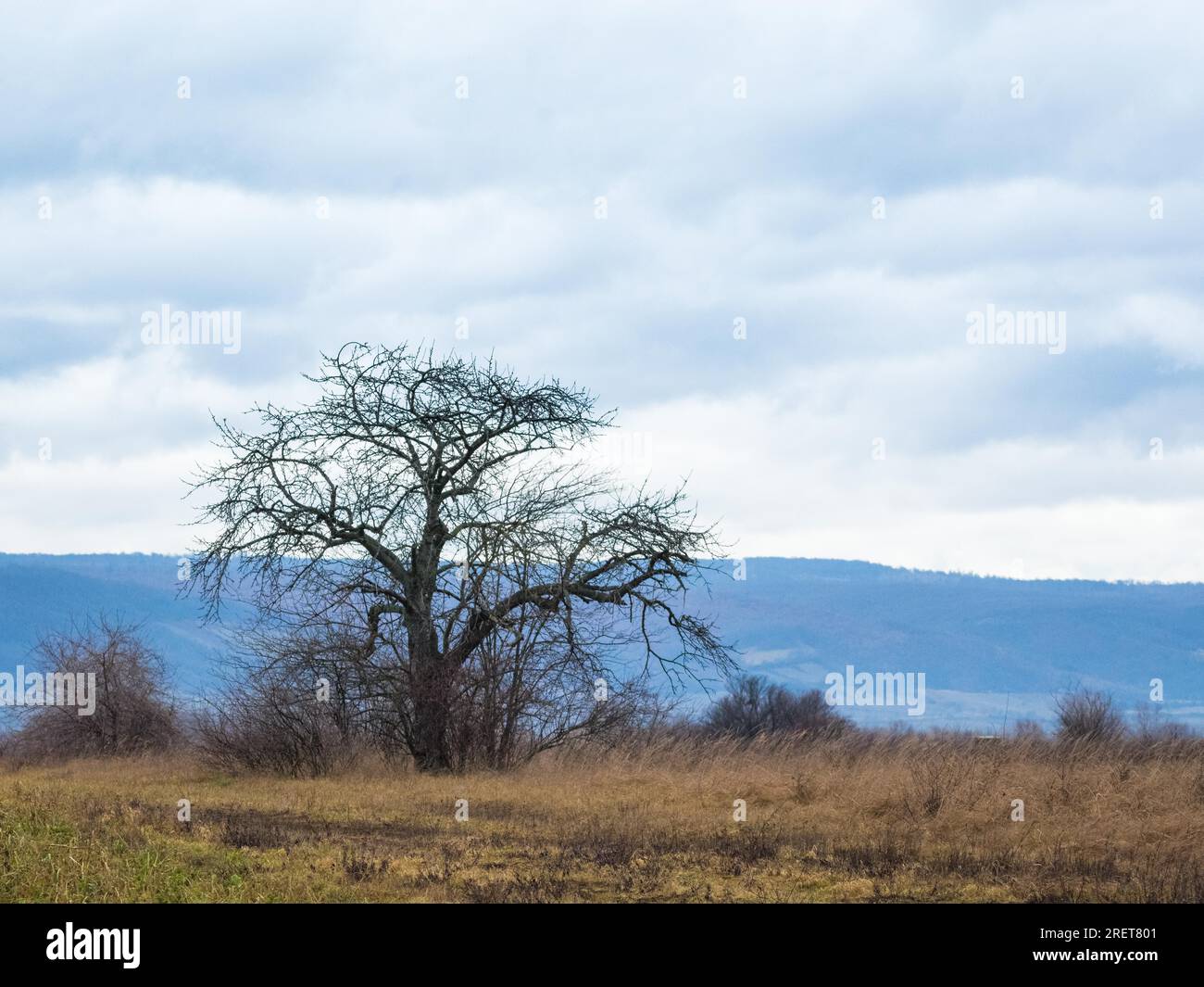 Tree in winter with Leithagebirge in the back in burgenland Stock Photo